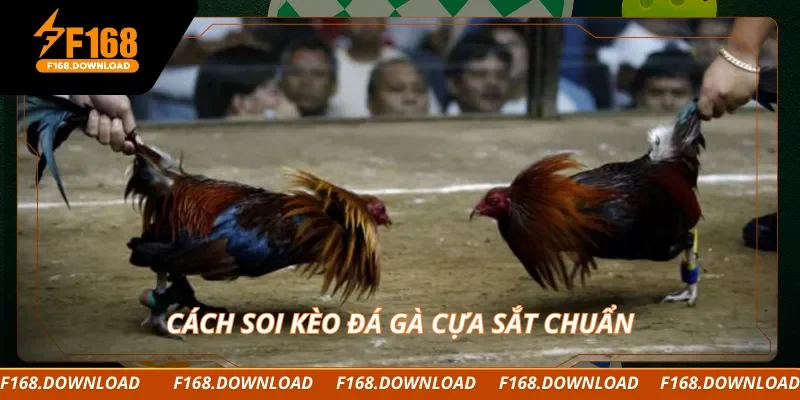 Cách soi kèo đá gà cựa sắt chuẩn