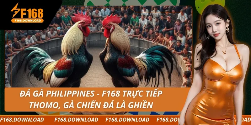 Đá Gà Philippines - F168 Trực Tiếp Thomo, Gà Chiến Đá Là Ghiền