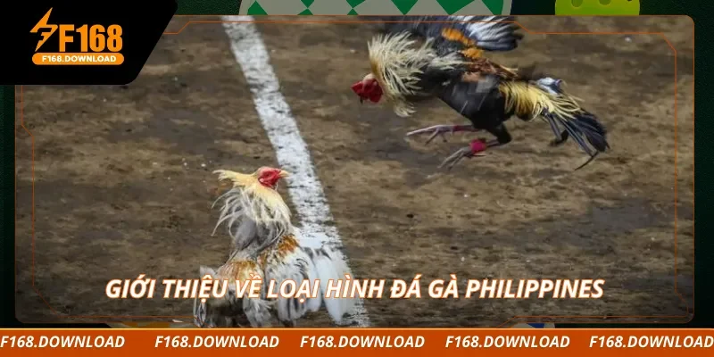 Giới thiệu về loại hình đá gà Philippines