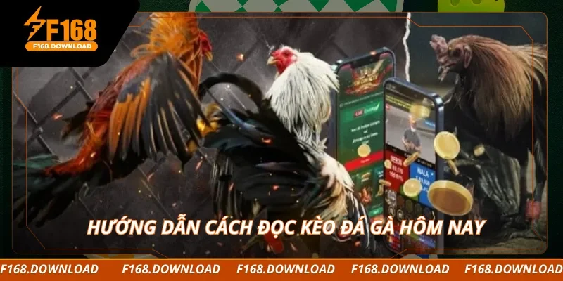 Hướng dẫn cách đọc kèo đá gà hôm nay 