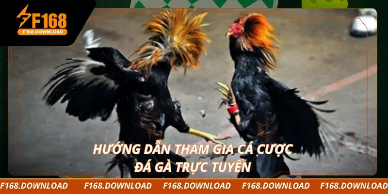 Hướng dẫn tham gia cá cược đá gà trực tuyến
