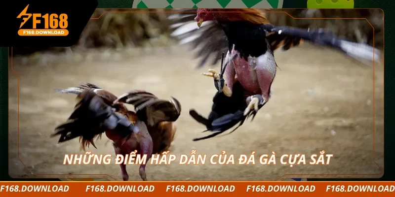 Những điểm hấp dẫn của đá gà cựa sắt