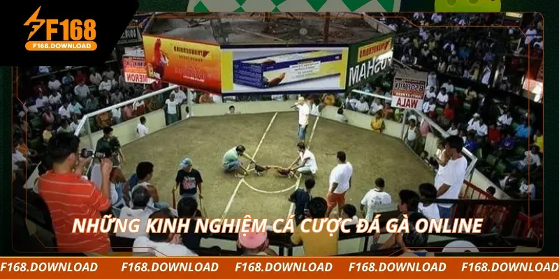 Những kinh nghiệm cá cược đá gà online