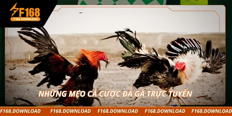 Những mẹo cá cược đá gà trực tuyến