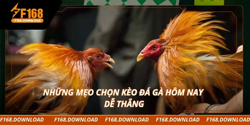 Những mẹo chọn kèo đá gà hôm nay dễ thắng