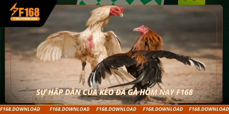 Sự hấp dẫn của kèo đá gà hôm nay F168