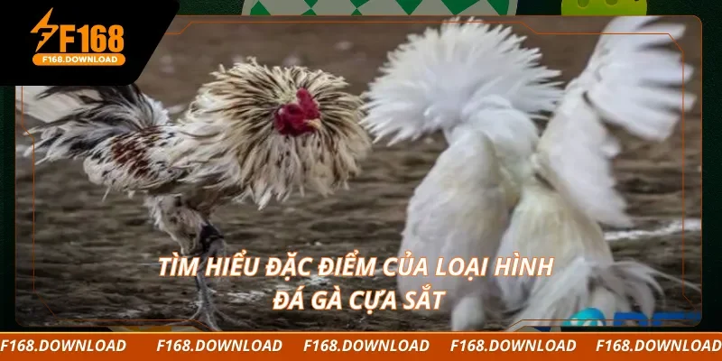 Tìm hiểu đặc điểm của loại hình đá gà cựa sắt