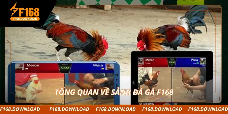 Tổng quan về sảnh đá gà F168